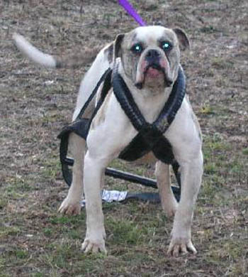 Johnson American Bulldog Gallery - Johnson's Big Buck Tiny 2