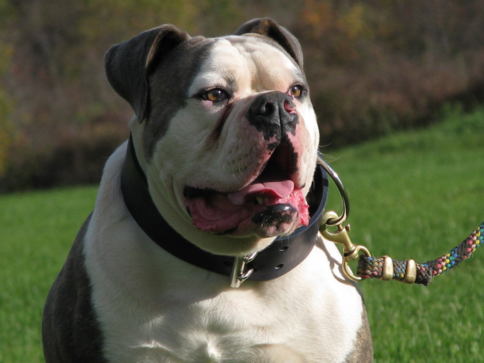 johnson style american bulldog