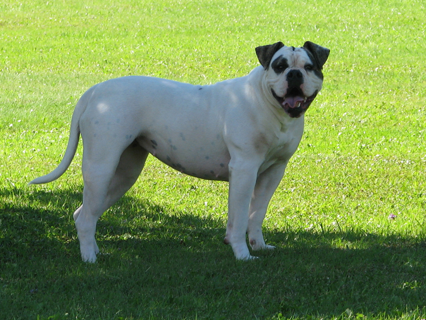 Atomic American Bulldogs - Lana
