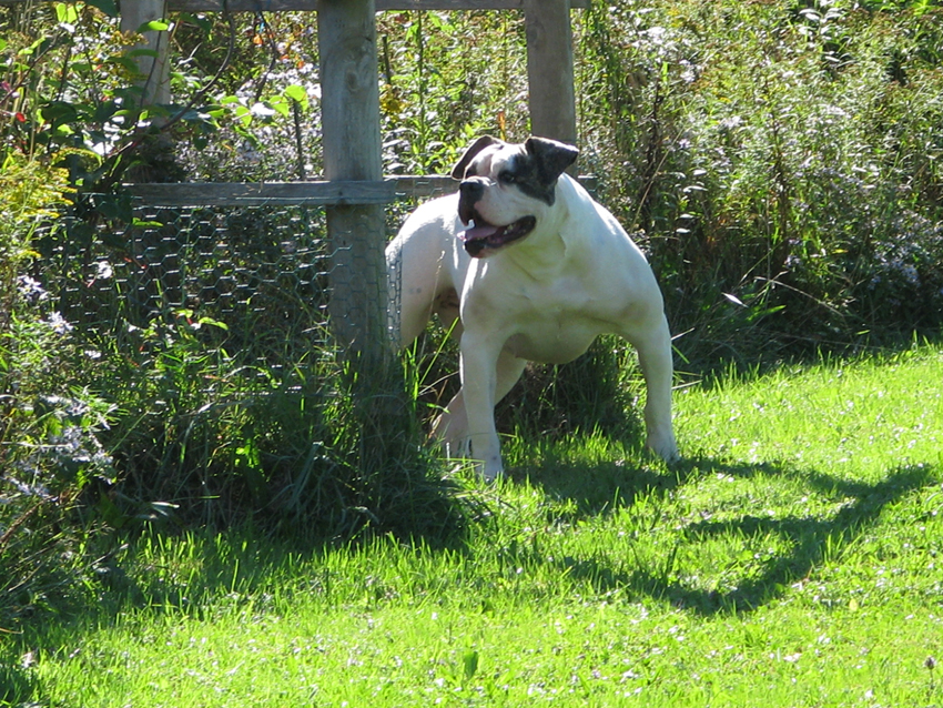 Atomic American Bulldogs - Lana