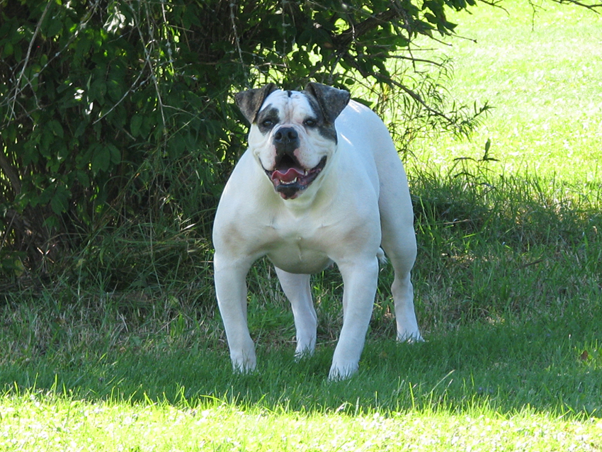 Atomic American Bulldogs - Lana