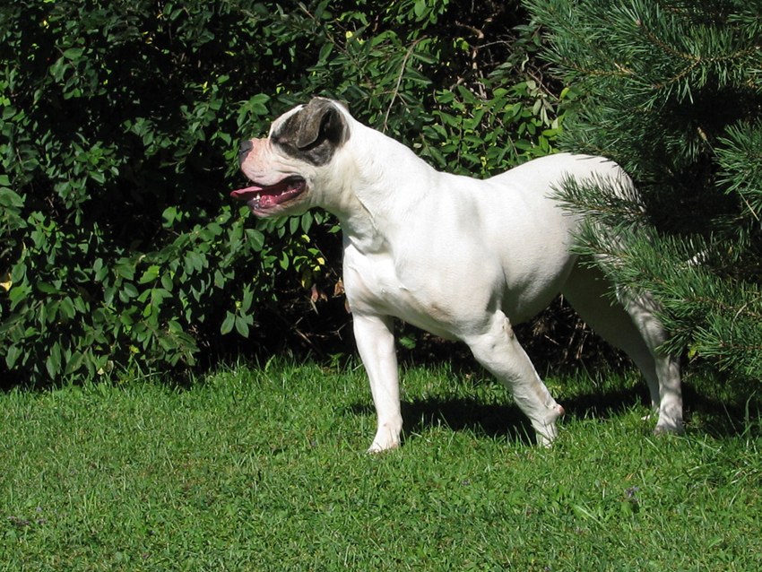 Atomic American Bulldogs - Lana