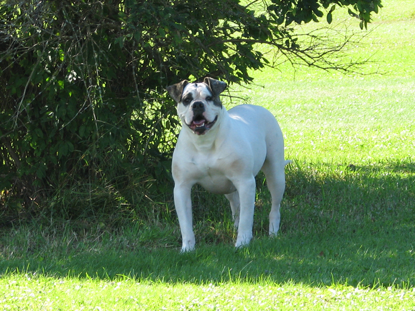 Atomic American Bulldogs - Lana