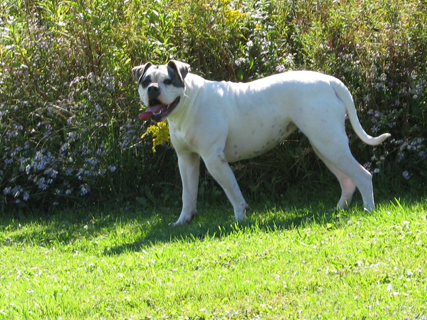 Atomic American Bulldogs - Lana