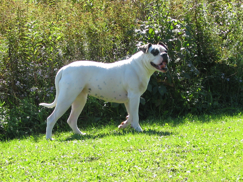 Atomic American Bulldogs - Lana