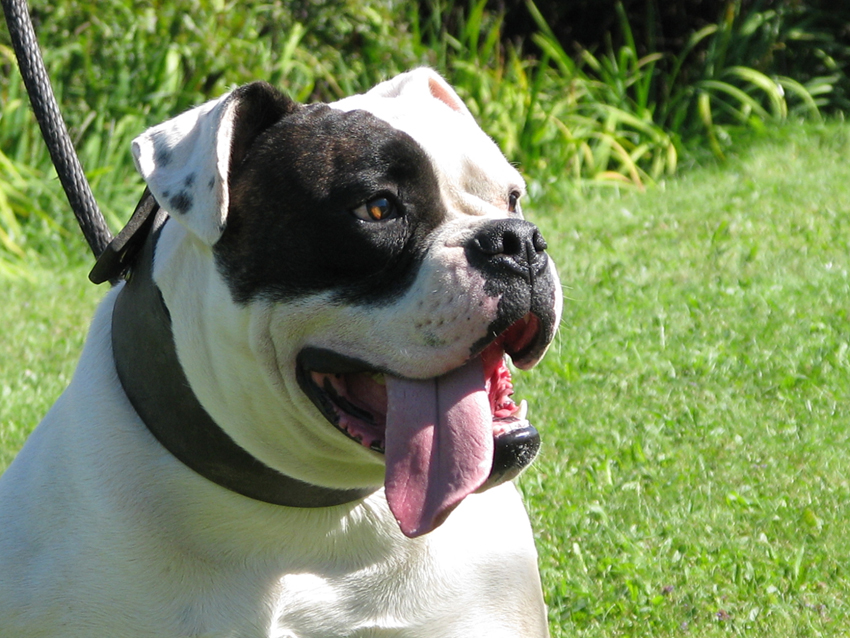 Atomic American Bulldogs - Rexx