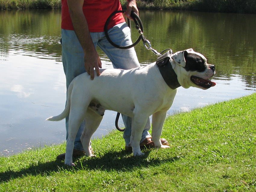 Atomic American Bulldogs - Rexx