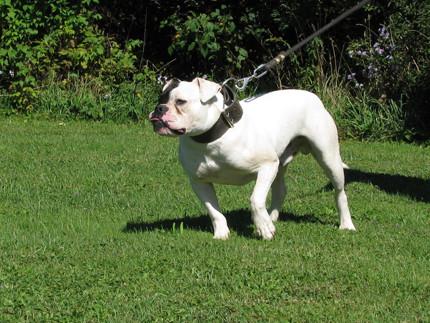 Atomic American Bulldogs - Rexx