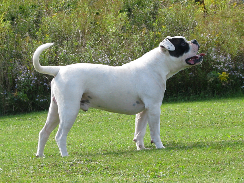 Atomic American Bulldogs - Rexx