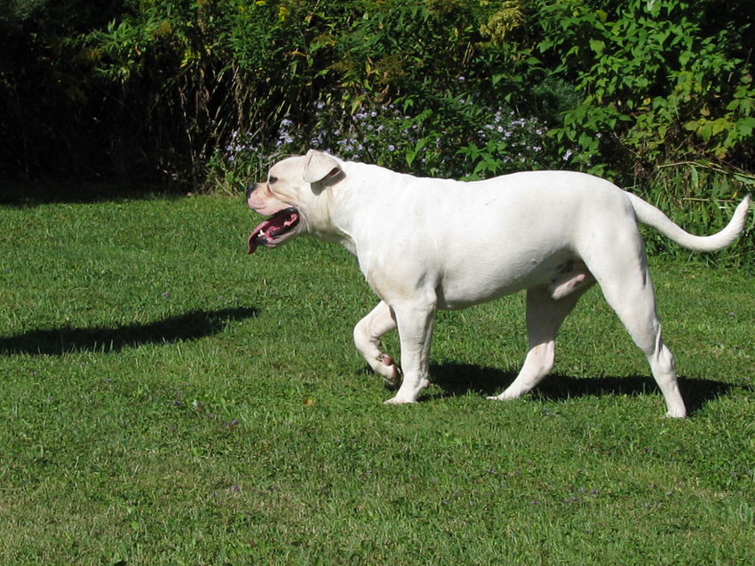 Atomic American Bulldogs - Rexx