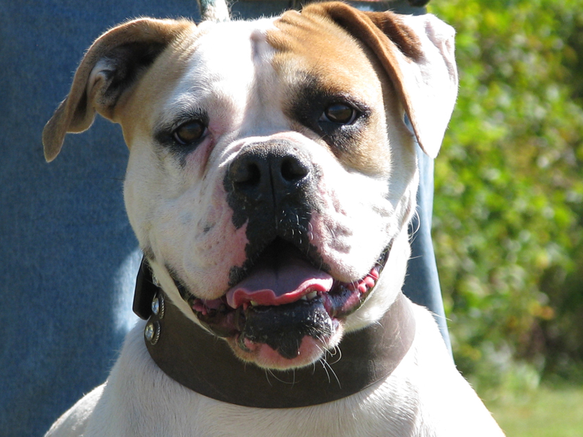 Atomic American Bulldogs - Scarlett