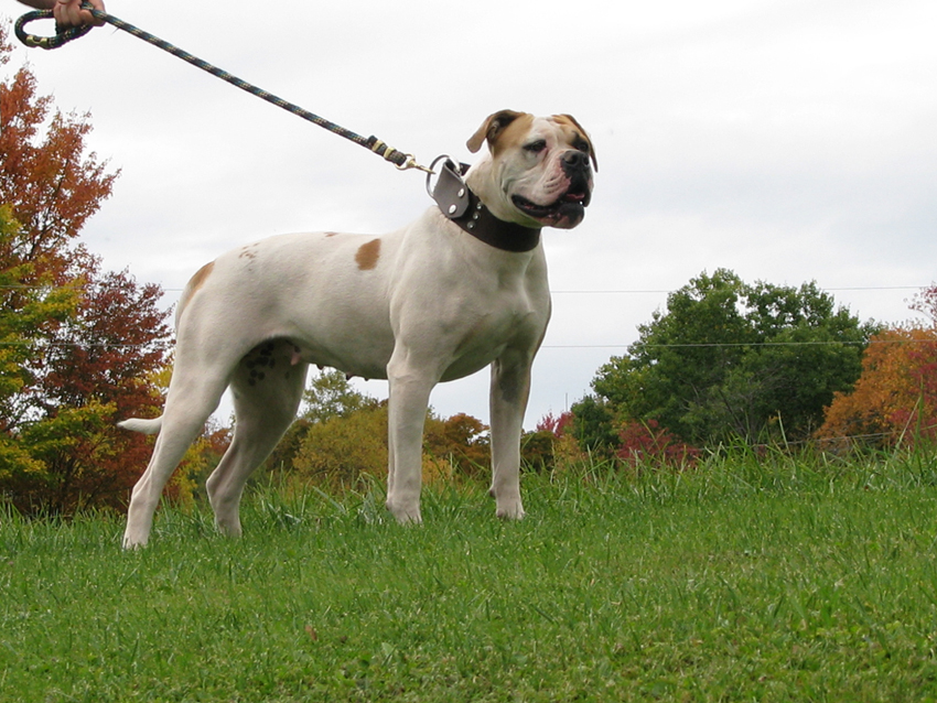 Atomic American Bulldogs - Scarlett