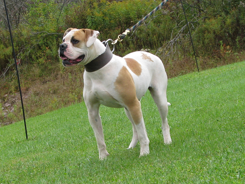 Atomic American Bulldogs - Scarlett