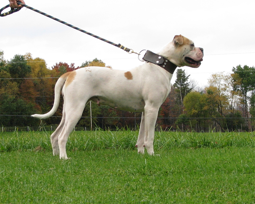 Atomic American Bulldogs - Scarlett