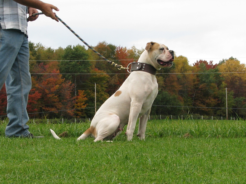 Atomic American Bulldogs - Scarlett