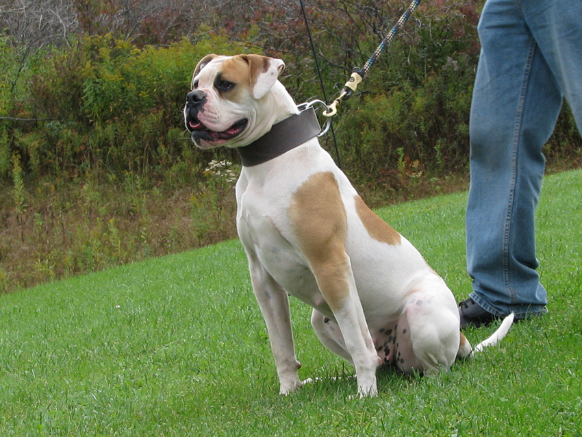 Atomic American Bulldogs - Scarlett