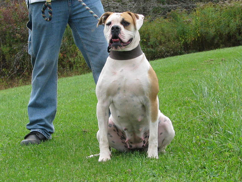Atomic American Bulldogs - Scarlett